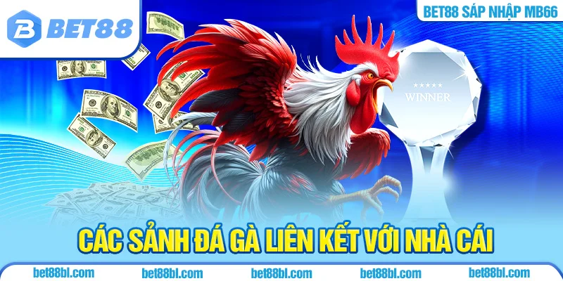 Các sảnh đá gà liên kết với nhà cái
